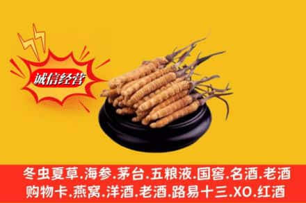锡林郭勒苏尼特右旗名酒回收冬虫夏草.jpg